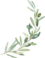 olivo